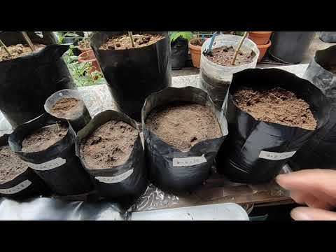 Video: Paghahardin Gamit ang Grow Bags - Ano Ang Grow Bag At Para Saan Ginagamit ang Grow Bags