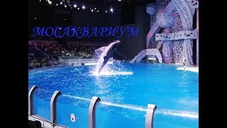 Мосаквариум, Водное Шоу Кругосветное Путешествие. Мосаквариум, Водное Шоу Кругосветное Путешествие.