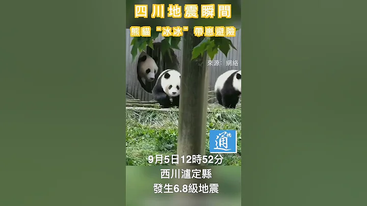 地震瞬間，大熊貓緊急帶幼仔避難畫面！ #四川地震 #熊貓 #panda - 天天要聞