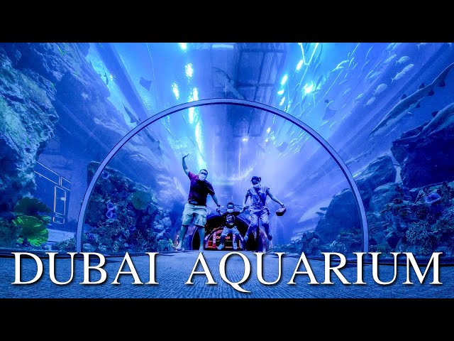 Exploring DUBAI AQUARIUM & UNDERWATER ZOO class=