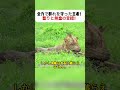 全力で群れを守った王者！ 怒りと無念の交錯！ #ライオン #野生動物 #王者の戦い #自然観察 #野生ドキュメンタリー