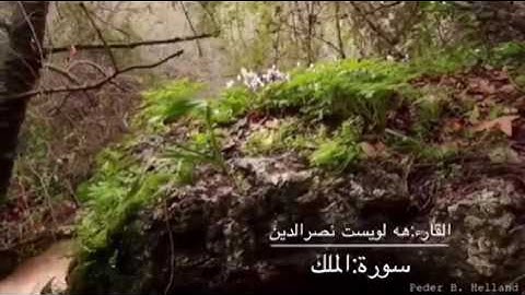 تلاوة لسورة الملك القارئ هلويست نصر الدين الكردي