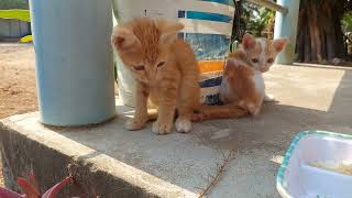 Baby cats eating