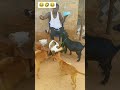 Sunday vibes #pets #petsvlog #petshub #petshorts #animals #pethealth # #funny