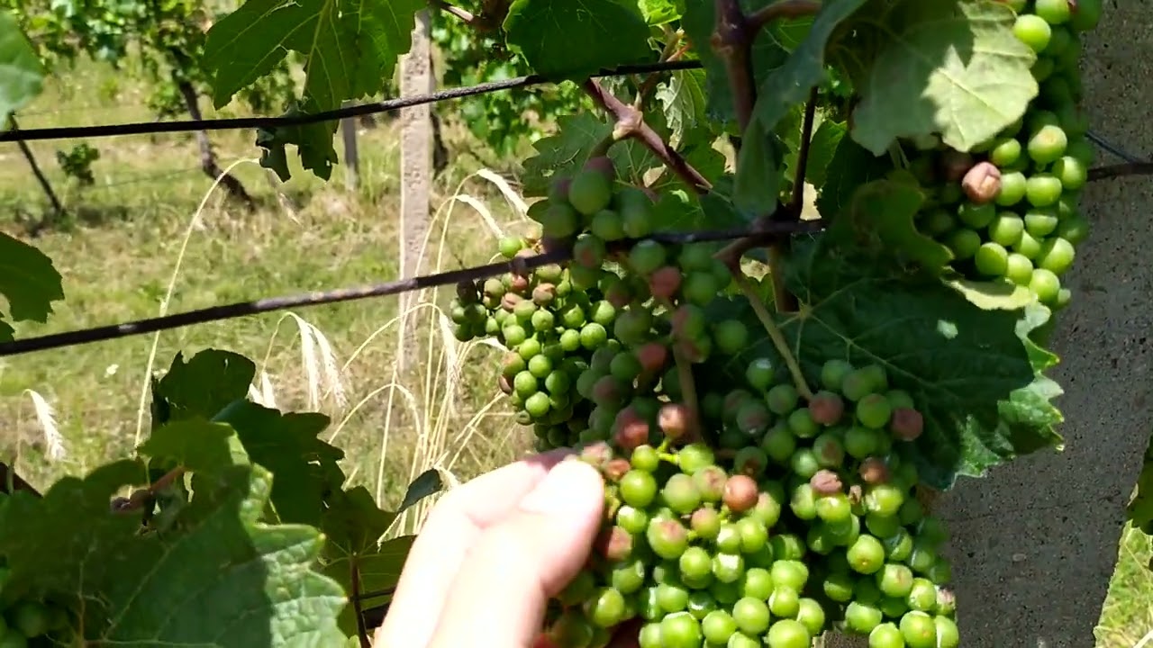 vinice poškozená kroupami a její ošetření