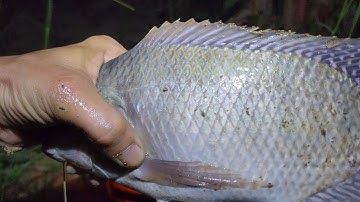 CẤM CÂU CÁ RÔ PHI VỪA CẤM XONG QUAI LẠI DÍNH THẤY HAM/#SĂNBẮTCÁBÈ