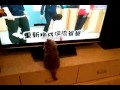 我家的貓HIME會看電視 Avi 我家的貓HIME會看電視 Avi