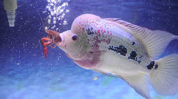 The Flowerhorn fish ( flora)