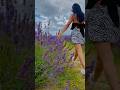 📍: Lavender fields, Auckland #lavenderfields #nzadventure #nznature #shorts #fypシ゚ #fyp