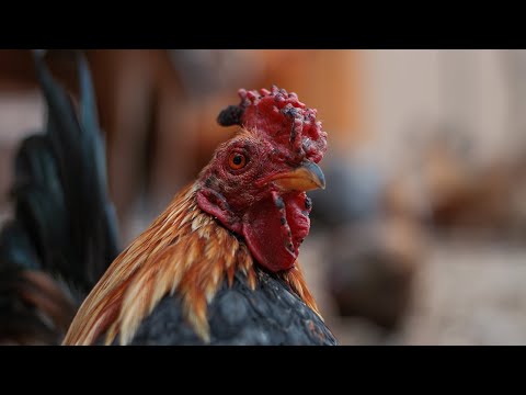 YouTube video of Pocket