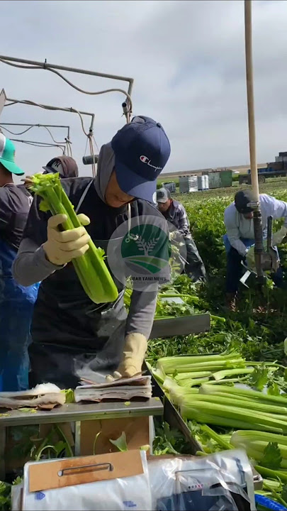 This is the process of harvesting celery stalks on modern plantations