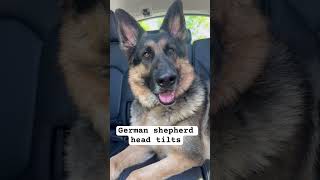 German shepherd HEAD TILTS *adorable #germanshepherd #shorts