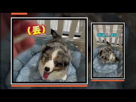 狗狗第一次練習接食物 牠沒反應過來直接被砸頭XD