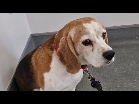 Video: 11 Times Charlie Beagle prokázal, že je to nejlepší hlídání, které by si mohl požádat Sis