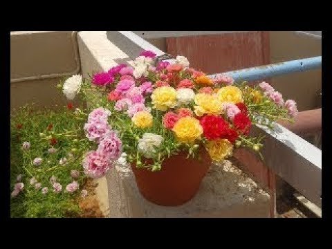 How to grow colorful Moss Rose