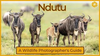 Ndutu Serengeti: Should Calving Season be on your Bucket List?