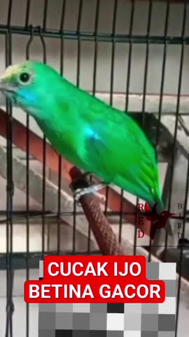 CUCAK IJO BETINA GACOR #cucakijo #cucakijobetina #cucakijomania #cucakijoindonesia #kicaumania