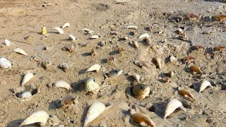 amazing fishing! a fisherman skill catch fish a lots in mud at field by best hand