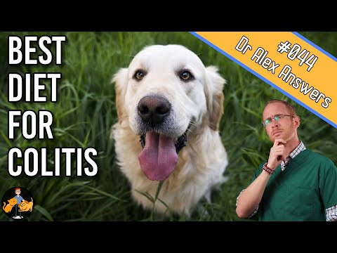 What to Feed a Dog with Colitis (+ cure their diarrhea) - Dog Health Vet Advice