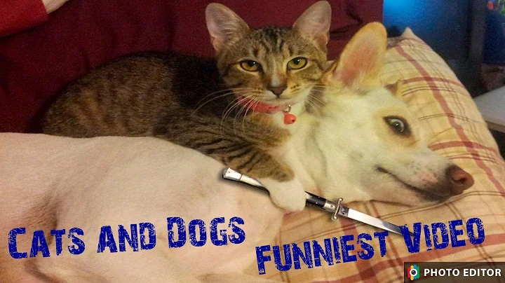 Cats and dogs funny video.