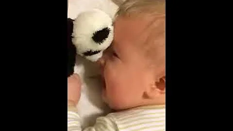 Panda Bear Attack