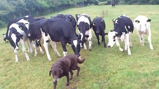 Curious cows adorably follow dog wherever he goes Resimi