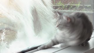 Cats Can't Handle All This Water! Cool Off in the Summer with a Splash! (ENG SUB)