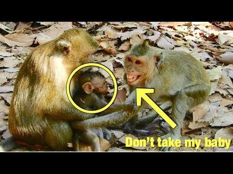 pet monkey canada Duchess angry Queen cos Queen take achild from her