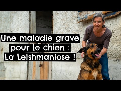 Vidéo: Comment choisir un chiot dans un troupeau : 14 étapes