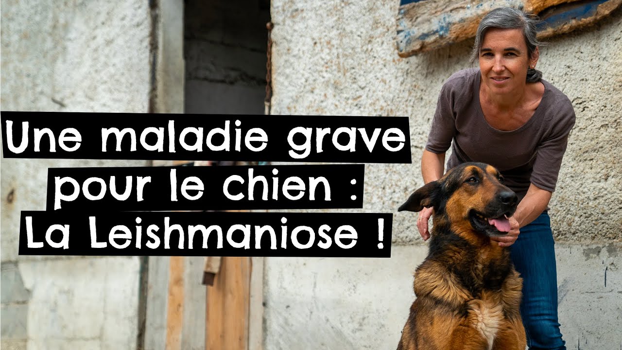 Une maladie grave pour le chien : La Leishmaniose ! 🐶