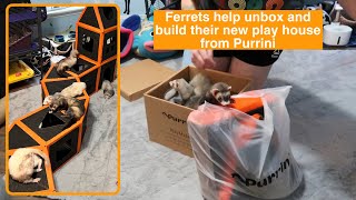 Ferrets help, unbox and build their new play house from Purrini by Ferret Tails 1,201 views 9 months ago 11 minutes, 18 seconds