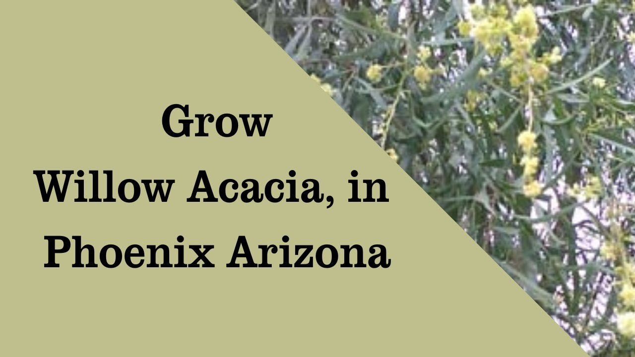 Grow Acacia Salicinia, Willow Acacia tree in Phoenix Arizona