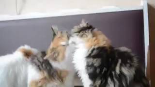 Cats Kissing