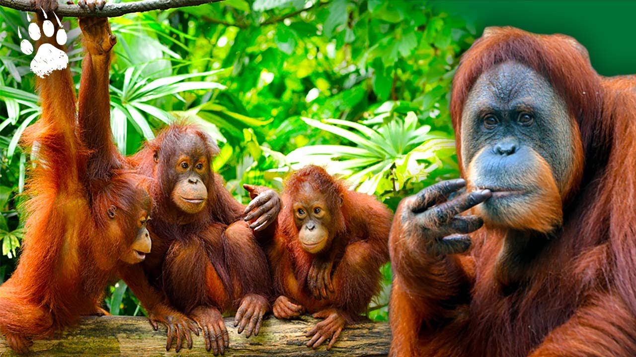 Pourquoi l'orang-outan est en voie de disparition ?  Maxresdefault