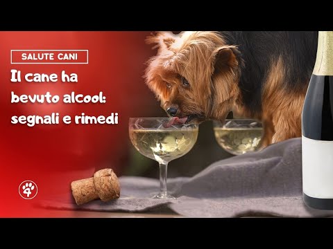 Video: Cosa fare in un parco per cani