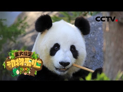 [正大综艺·动物来啦] 高龄大熊猫“新星”应该少吃什么？|  CCTV