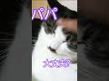 【猫動画】仕事で疲れきった私に寄り添う優しいハッピー😽😽😽😽😽