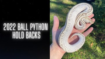 Ball Python Hold Backs of 2022