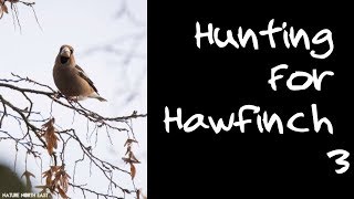 Hunting for Hawfinch (Fourth & Final Day)