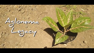 Aglaonema Legacy ~ Tergolong populer dan paling banyak dicari