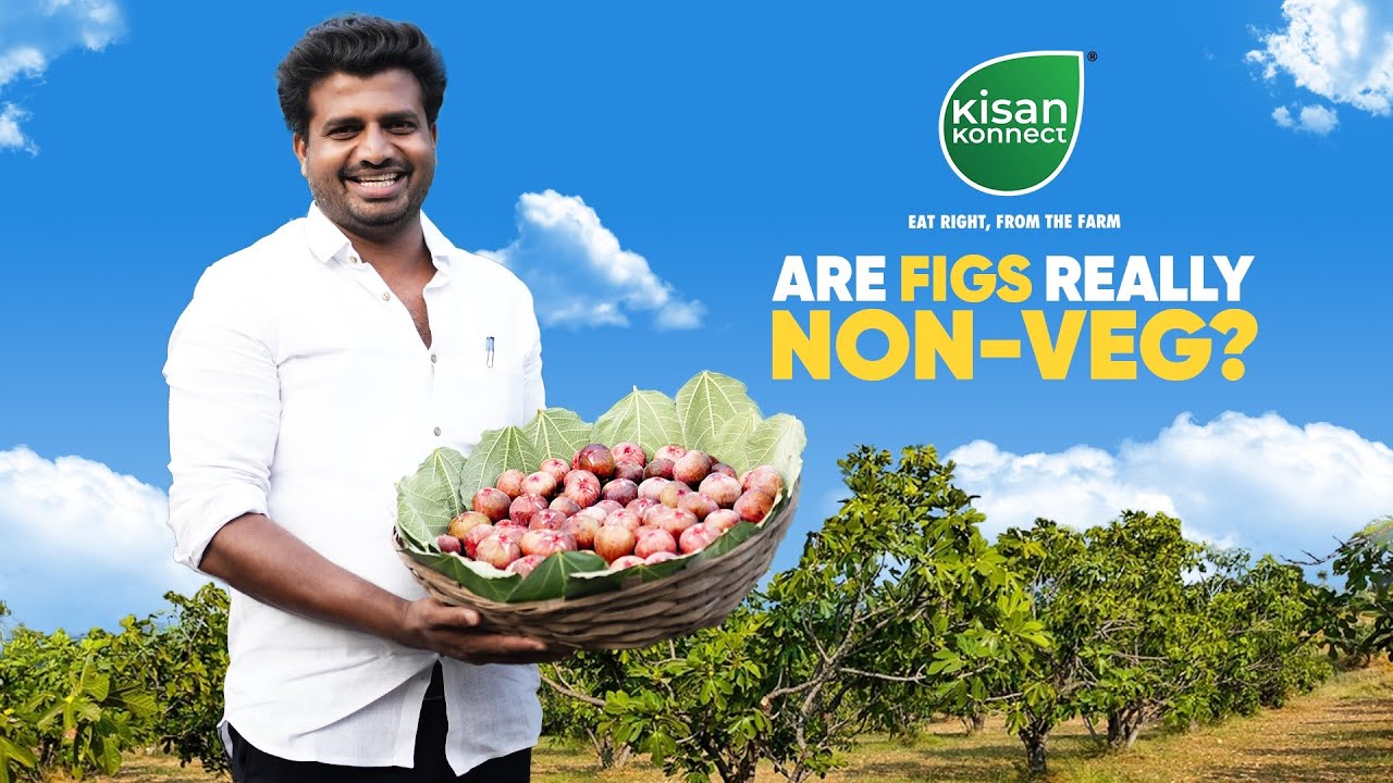 Debunking the myth - Figs are non-vegetarian