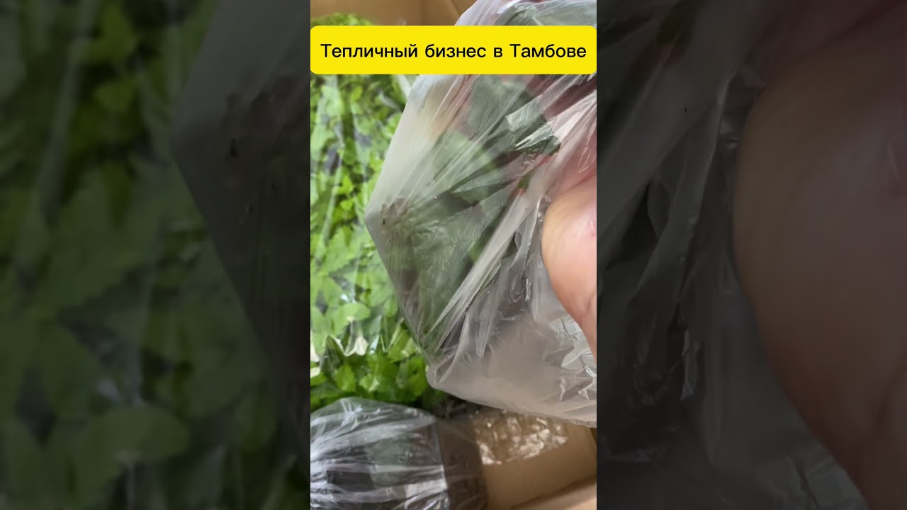 Отправка укоренённого черенка в регионы