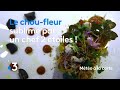 Recette  choufleur curry  mto  la carte