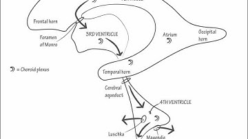 Cerebral Ventricles & CSF - Draw it to Know it, Neuroanatomy