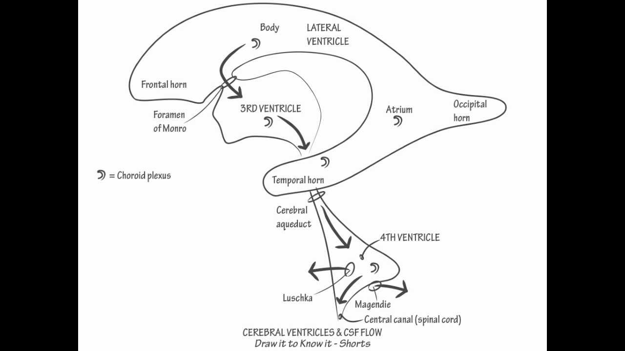 Flow Chart Of Csf Circulation