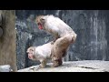 2020/10/22 撮影【ニホンザル】交尾　Japanese macaque Mating 多摩動物公園　4K