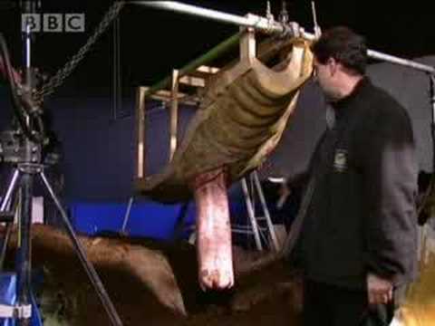 Mating and Birth - Walking with Dinosaurs: The Making Of - BBC