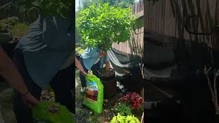 Refreshing Limelight Hydrangea Standards