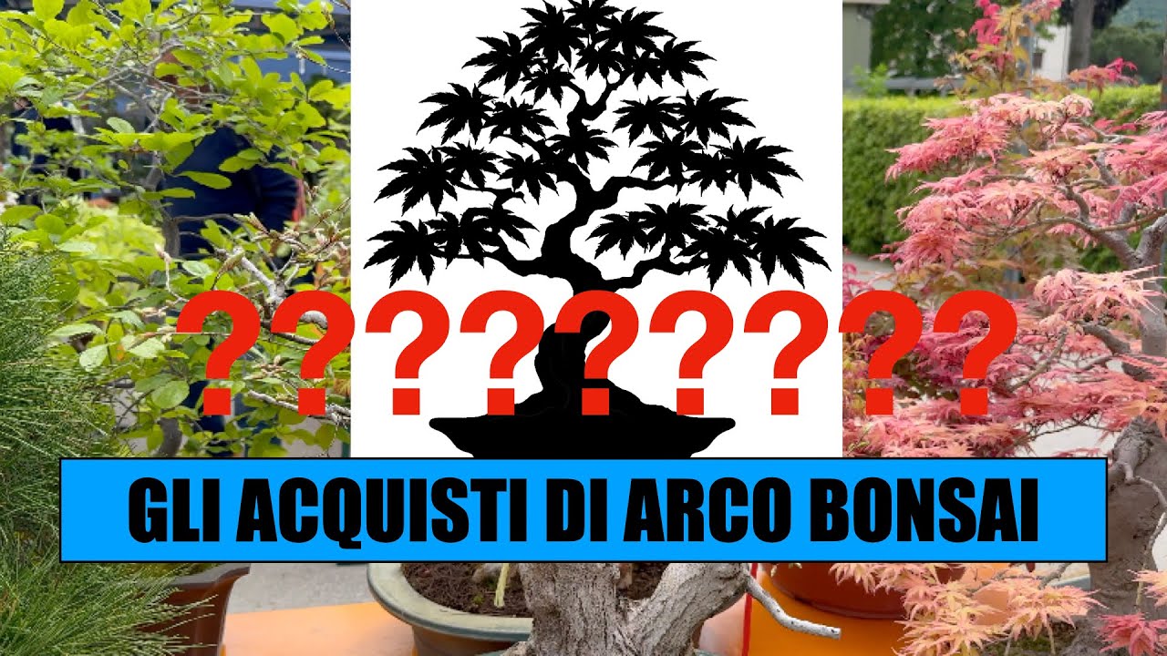 COSA HO COMPRATO AD ARCO BONSAI 2025 ??