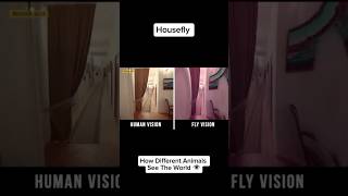 How Different Animals See The World Part 6: Housefly and Bee